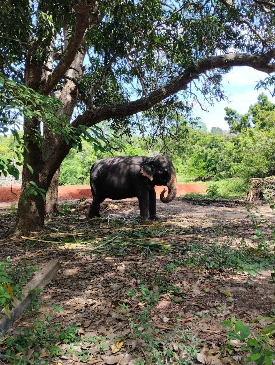Sigiri Thilanka Rest Sigiriya Hotell Eksteriør bilde